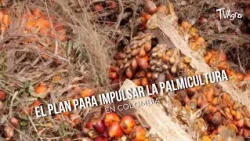 The plan to BOOST oil palm farming in Colombia - TvAgro by Juan Gonzalo Angel
