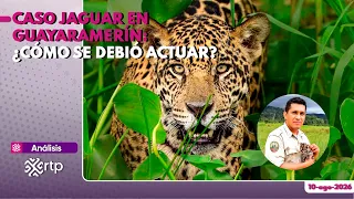 Jaguar incident in Guayaramerín: how should it have been handled?