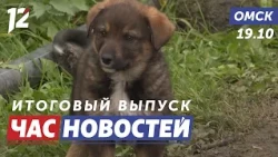 Abandoned Animals / Emergency Layover / Sudden Weather Change. Omsk News