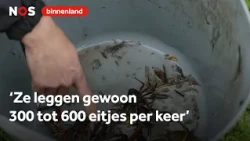 Ruben hunts the invasive crayfish: 'They eat everything in their path'