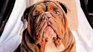 Las Vegas dog training owner faces felony charge after bulldog dies in 102-degree heat