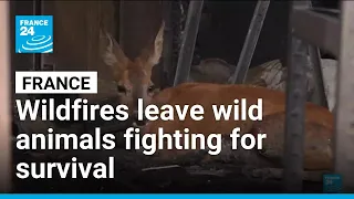 From deer to hedgehogs: Wildfires devastate France's wildlife • FRANCE 24 English