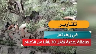 Lightning strike kills 30 sheep in rural Taiz
