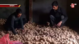 आलुको बजार मूल्य खस्किएपछि किसान निराश