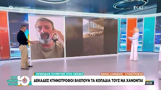 Αφθώδης πυρετός στη Λέσβο: Δεκάδες κτηνοτρόφοι βλέπουν τα κοπάδια τους να χάνονται |Ρεπορτάζ στις 10