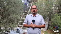 Gaza Strip: Olive harvest declines due to the war