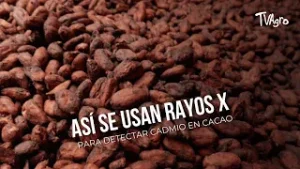 Así se usan rayos x para detectar cadmio en cacao- TvAgro por Juan Gonzalo Angel