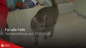 Tiervermittlung: Für alle Felle vom 27.02.2026