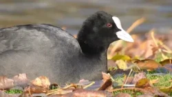 Coot (Naturally! 10/12/2026)