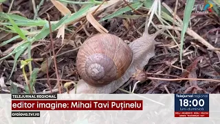 08/27 GREEN SPACES FILLED WITH SNAILS August 28