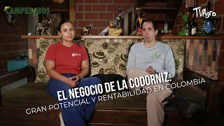 The Quail Business: Great Potential and Profitability in Colombia - TvAgro by Juan Gonzalo Angel