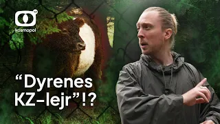 Derfor er dyrehegn i Nordsjælland blevet saboteret | Naturnationalpark Gribskov