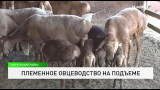 Pedigree Sheep Breeding on the Rise