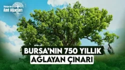 Why Does the 750-Year-Old Tree Weep? Bursa’s Tragic Love Legend | Monumental Trees Episode 3