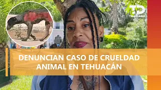 Clandestine animal dumping ground accused following case of burned dog found dead in Tehuacán