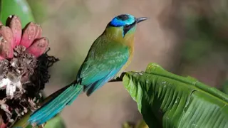Guardabarranco: Nicaragua's national bird that nests in ravines and swings its racket-shaped tail