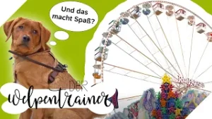 Auf der Kirmes mit dem Hund: Das solltest du beachten | Der Welpentrainer | sixx