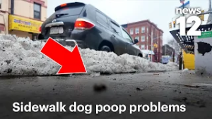 Жители заявляют, что им надоело, что владельцы собак отказываются убирать за своими питомцами на ...