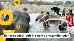 Steeds meer olifanten in Thailand gevangen om toeristen te vermaken