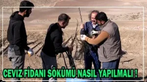 Ceviz Fidanı Sökümünden Sonra Gömüye Nasıl Alınır !