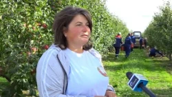 Apple harvesting in the Pinsk district