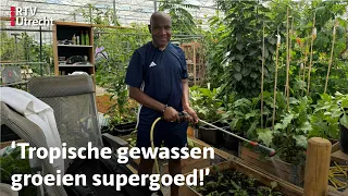 Surinaamse groenten groeien extra goed door de hitte | RTV Utrecht
