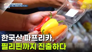 [세계의 현장] 한국산 파프리카, 필리핀까지 진출하다 [생방송 굿모닝 대한민국] | KBS 260812 방송