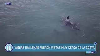 Avistamiento de ballenas 🐋✨