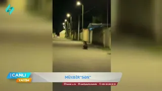 Zaqatalada gəzintiyə çıxan ayı balası | Müxbir "Sən"