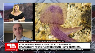 Πληθαίνουν οι μωβ μέδουσες στις ελληνικές θάλασσες – Προσοχή στα τσιμπήματα