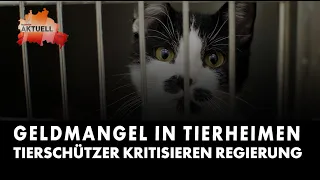 Lack of Funding in Animal Shelters