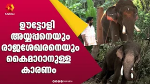 ഉയരത്തിൽ രണ്ടാമനായ ഊട്ടോളി രാജശേഖരൻ | ഊട്ടോളി രാജശേഖരൻ | ഊട്ടോളി അയ്യപ്പൻ | ഗജലോകം  | E4Elephant