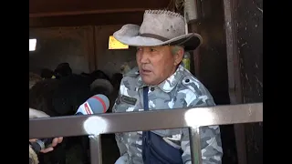 Aktobe farmers reveal the "live weight" price of livestock