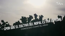 Why is prickly pear cultivation so special? Known as the Higo - TvAgro by Juan Gonzalo Angel