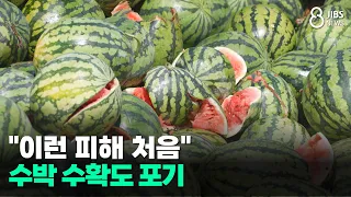 "First time seeing damage like this"... Watermelon harvests abandoned / JIBS / Jeju / 07.30.2026