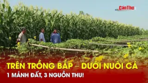 Trên trồng bắp – dưới nuôi cá: 1 mảnh đất, 3 nguồn thu! | CT-TDT