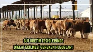 Süt Üretim Tesislerinde Dikkat Edilmesi Gereken Hususlar !