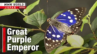 Saving Japan's national butterflyーNHK WORLD-JAPAN NEWS