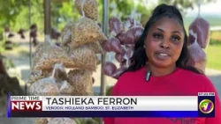 A Year After Melissa: The Slow Return Of Life In Holland Bamboo  | TVJ News