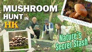 Vibrant Hong Kong | Mushroom Tour | Nature's Secret Stash