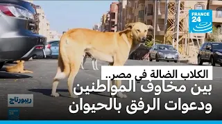 مصر: انتشار الكلاب الضالة.. كيف يمكن مواجهة هذه الظاهرة؟