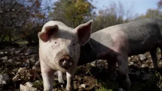 Regionalno, Pomurje: Samooskrba je nacionalna varnost: Cigler Kralj v Pomurju