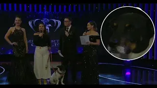 Miss Earth Chile incorpora causa animal al certamen