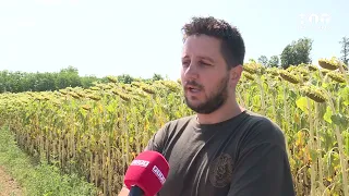 Šamac - Sve više polja pod suncokretom - Hit Televizija Brčko