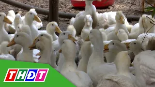 Vịt thịt tăng giá | THDT