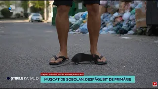 Stirile Kanal D - Muscat de sobolan, despagubit de primarie | Capitala, invadata de sobolani