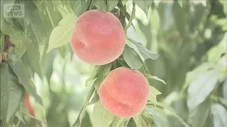 初夏の味覚 桃狩り始まる　食べ放題で旬を堪能　山梨・笛吹市(2026年7月11日)