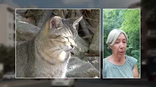 DEL MASTRO FELINE COLONY ARSON ATTACK ON CATS