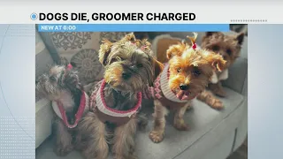 Groomer charged after 4 dogs die