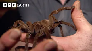 Stalking The World's Largest Tarantula | Expedition Guyana | BBC Earth